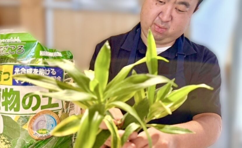 🌿🪴 植え替え 🪴🌿