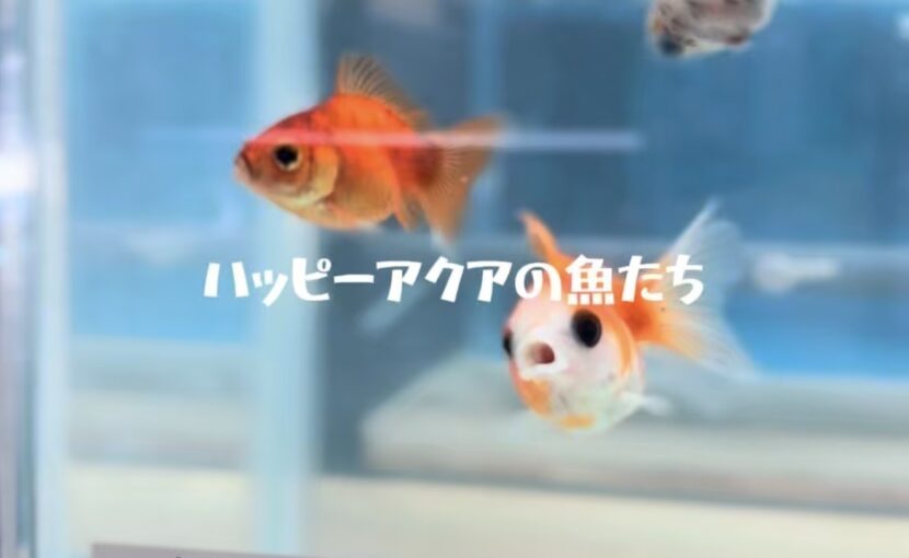 ハッピーアクアのお魚紹介🐠