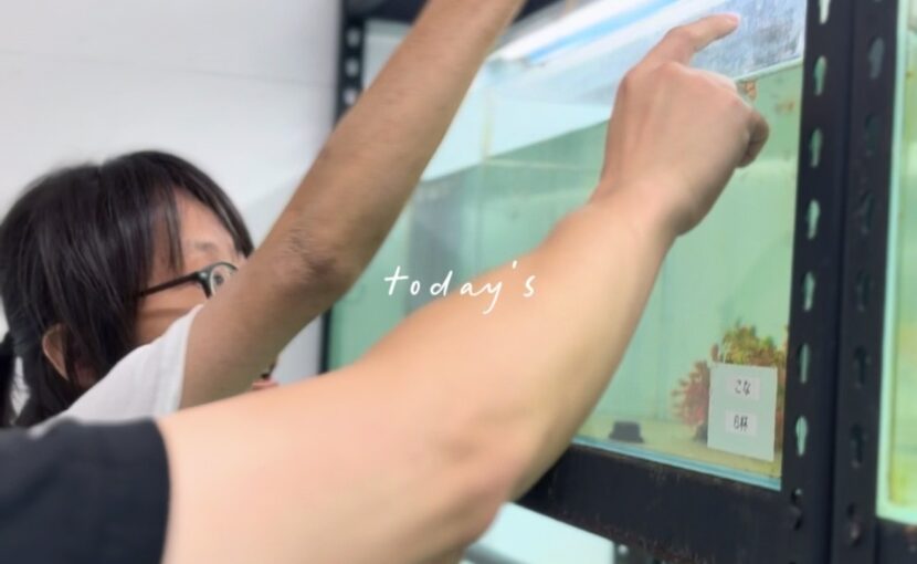 水槽作業🌱