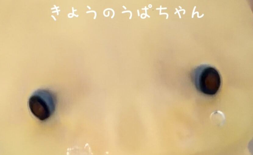 きょうのうぱちゃん🐟