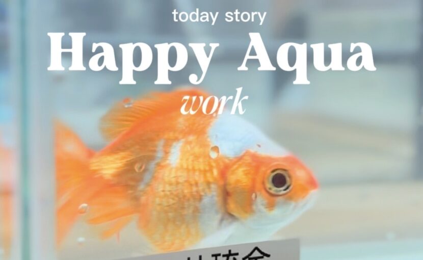 飼育🐡